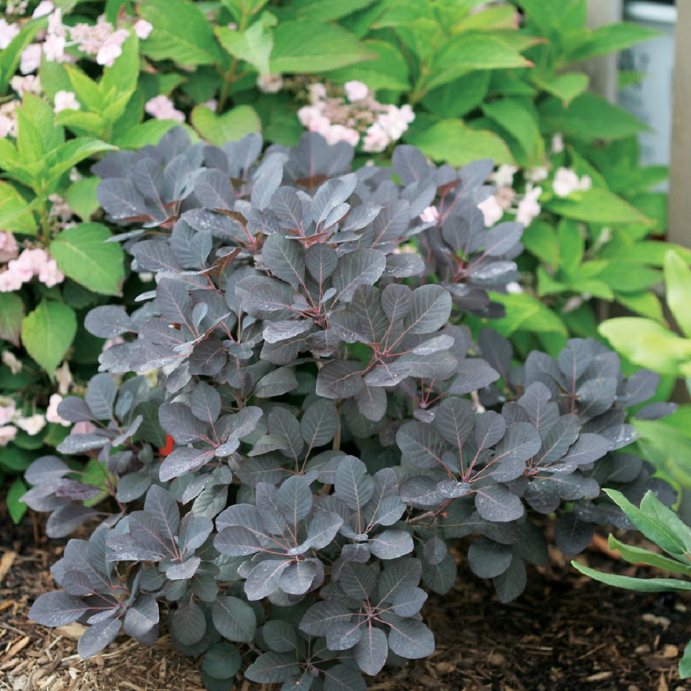 Winecraft Black Smokebush - 4